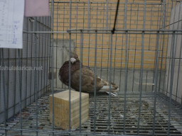 XIV Concurso Exposición de Palomas de Raza en Mula 2024